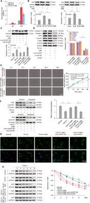 Corrigendum: Danshensu methyl ester enhances autophagy to attenuate pulmonary fibrosis by targeting lncIAPF–HuR complex